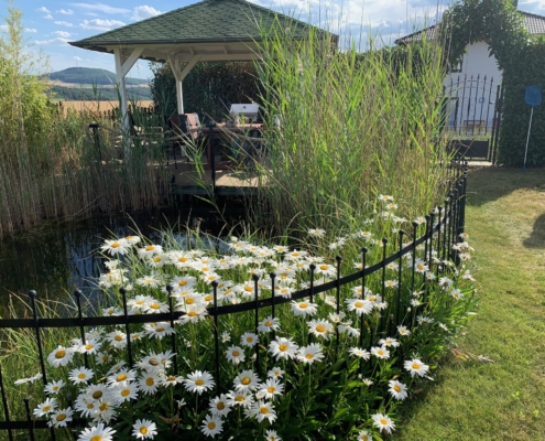 Gartenansicht der Immobilie in Burgbrohl. Im Vordergrund befindet sich der eingezäunte Zaun mit Margariten, im Hintergrund sieht man den Gazebo und das Gartentor
